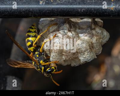 Vespa da gialletto comune (Vespula alascensis) che sposta una delle larve in via di sviluppo in una nuova cellula Foto Stock