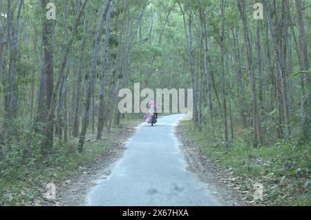 Naogaon, Bangladesh. 13 maggio 2024. Nel tardo pomeriggio un uomo guida una moto attraverso la foresta di Altadighi di Dhamoirhat upazila, nel distretto di Naogaon. (Credit Image: © MD Mehedi Hasan/ZUMA Press Wire) SOLO PER USO EDITORIALE! Non per USO commerciale! Foto Stock