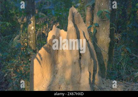 Naogaon, Bangladesh. 13 maggio 2024. Un tumulo di insetti nel Parco Nazionale degli Altadighi di Dhamoirhat upazila, nel distretto di Naogaon. (Credit Image: © MD Mehedi Hasan/ZUMA Press Wire) SOLO PER USO EDITORIALE! Non per USO commerciale! Foto Stock