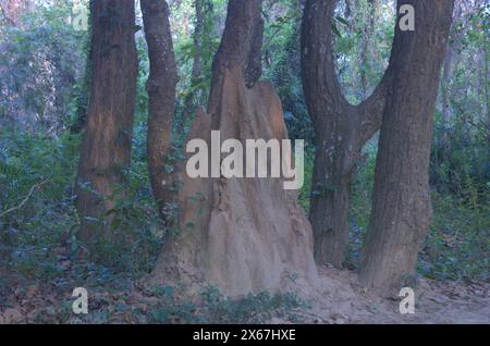 Naogaon, Bangladesh. 13 maggio 2024. Un tumulo di insetti nel Parco Nazionale degli Altadighi di Dhamoirhat upazila, nel distretto di Naogaon. (Credit Image: © MD Mehedi Hasan/ZUMA Press Wire) SOLO PER USO EDITORIALE! Non per USO commerciale! Foto Stock