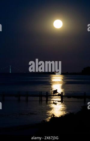 Silhouette di un fotografo al chiaro di luna sul Mar Baltico, Dalby, Danimarca Foto Stock