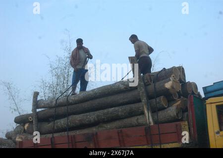 Naogaon, Bangladesh. 13 maggio 2024. I lavoratori caricano alberi di morte in un camion per la consegna vicino a un villaggio di Dhamoirhat del distretto di Naogaon. (Credit Image: © MD Mehedi Hasan/ZUMA Press Wire) SOLO PER USO EDITORIALE! Non per USO commerciale! Foto Stock