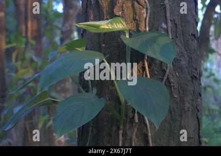 Naogaon, Bangladesh. 13 maggio 2024. Una pianta raccapricciante è vista su un albero di mosto nel Parco Nazionale degli Altadighi a Dhamoirhat upazila, nel distretto di Naogaon. (Credit Image: © MD Mehedi Hasan/ZUMA Press Wire) SOLO PER USO EDITORIALE! Non per USO commerciale! Foto Stock