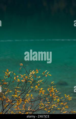 Foglie gialle di fronte all'acqua verde smeraldo, atmosfera autunnale a Eibsee, vicino a Grainau, Germania, Baviera Foto Stock