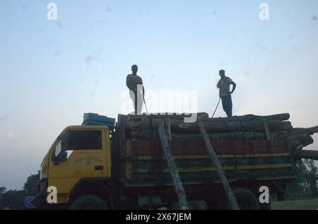 Naogaon, Bangladesh. 13 maggio 2024. I lavoratori caricano alberi di morte in un camion per la consegna vicino a un villaggio di Dhamoirhat del distretto di Naogaon. (Credit Image: © MD Mehedi Hasan/ZUMA Press Wire) SOLO PER USO EDITORIALE! Non per USO commerciale! Foto Stock