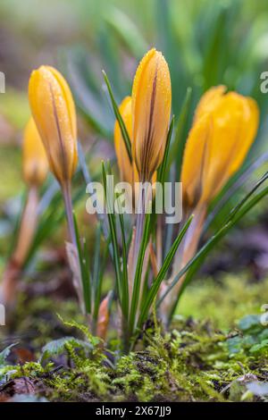 Fiori primaverili, croci (Crocus), gocce di rugiada Foto Stock