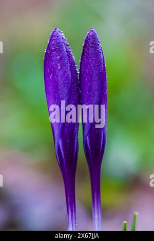 Fiori primaverili, croci (Crocus), gocce di rugiada Foto Stock