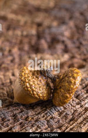 Frutto della quercia su uno sfondo di legno, natura morta Foto Stock
