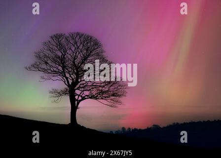 Aurora Boreale o aurora boreale e un albero solitario Regno Unito a maggio 2024 - aurora boreale Regno Unito aurora regno unito Foto Stock