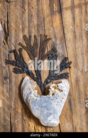 Bladderwrack (Fucus vesiculosus) e guscio a forma di cuore su uno sfondo di legno, natura morta, spazio libero di testo Foto Stock