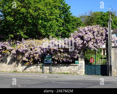 Glicine viola in fiore sulla recinzione sopra il segno del giardino di Daubigny di Van Gogh, Auvers-sur-Oise, Francia. Foto Stock