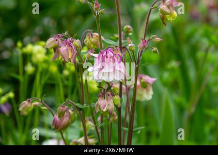 Aquilegia fiorita, pianta columbine nel giardino. splendido sfondo floreale primaverile. Foto Stock