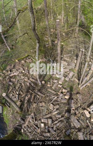 Danni alla foresta, abbattuti e smantellati ceppi di alberi a Häslachwald vicino Stoccarda, Baden-Württemberg, Germania Foto Stock