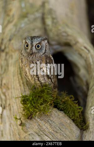 Gufo di scops (Otus scops) sul bordo di un albero cavo, prigioniero Foto Stock