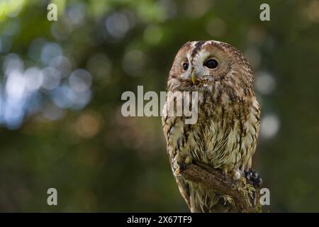 Gufo Tawny (Strix aluco), prigioniero Foto Stock