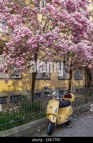 Scooter di fronte a uno splendido albero in fiore a Schwabing, Monaco, Baviera, Germania Foto Stock