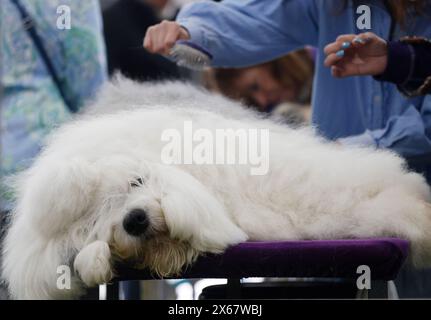 New York, Stati Uniti. 13 maggio 2024. Jasper the Old English Sheepdog è curato nell'area di allestimento al 148° Annual Westminster Kennel Club Dog Show presentato da Purina Pro Plan presso l'USTA Billie Jean King National Tennis Center lunedì 13 maggio 2024 a New York City. Foto di John Angelillo/UPI credito: UPI/Alamy Live News Foto Stock