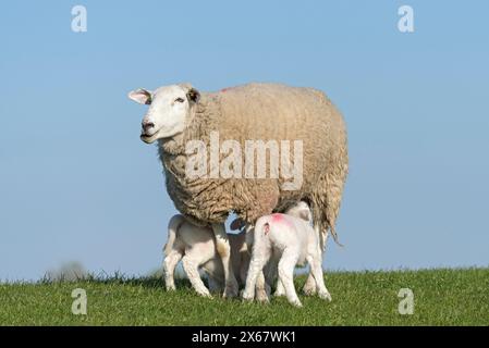 Famiglia di pecore sulla diga, madre con due agnelli da bere, Westerhever, penisola di Eiderstedt, Germania, Schleswig-Holstein, costa del Mare del Nord Foto Stock