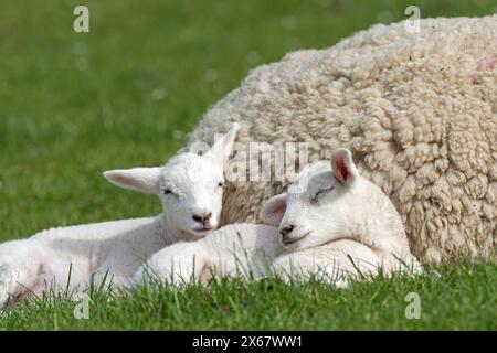 Due agnelli, coppia di fratelli, penisola di Eiderstedt, Germania, Schleswig-Holstein, costa del Mare del Nord Foto Stock