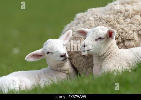 Due agnelli, coppia di fratelli, penisola di Eiderstedt, Germania, Schleswig-Holstein, costa del Mare del Nord Foto Stock