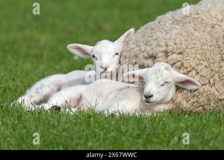 Due agnelli, coppia di fratelli, penisola di Eiderstedt, Germania, Schleswig-Holstein, costa del Mare del Nord Foto Stock