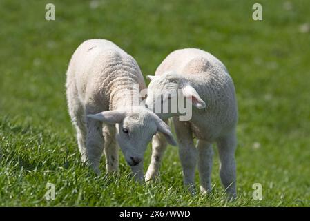 Due agnelli, coppia di fratelli, penisola di Eiderstedt, Germania, Schleswig-Holstein, costa del Mare del Nord Foto Stock