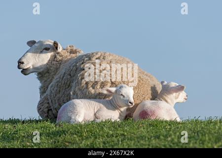 Famiglia di pecore sulla diga, madre con due agnelli, Westerhever, penisola di Eiderstedt, Germania, Schleswig-Holstein, costa del Mare del Nord Foto Stock