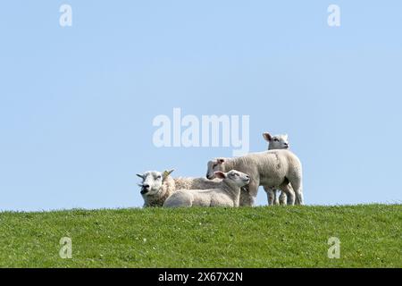 Famiglia di ovini sulla diga, madre con animali giovani, Westerhever, penisola di Eiderstedt, Germania, Schleswig-Holstein, costa del Mare del Nord Foto Stock