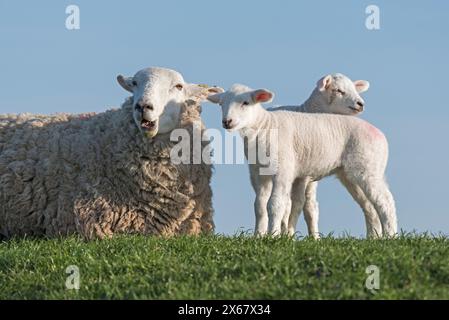 Famiglia di pecore sulla diga, madre con due agnelli, Westerhever, penisola di Eiderstedt, Germania, Schleswig-Holstein, costa del Mare del Nord Foto Stock