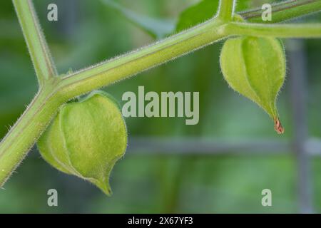 Una pianta di ciliegia macinata di zia Molly con frutta non matura in buccia di carta. Foto Stock