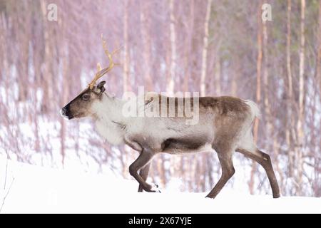 Renna (Rangifer tarandus) che attraversa una strada, Lapponia, Finlandia, Scandinavia Foto Stock