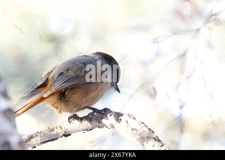 Taigagaai, Jay siberiano, Perisoreus infaustus, jay, caamans, Finlandia, Scandinavia, Europa Foto Stock