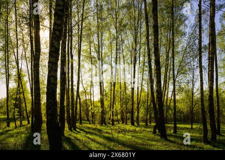 Tramonto o alba in una foresta primaverile di betulle con un brillante e giovane fogliame che risplende ai raggi del sole e all'ombra degli alberi. Foto Stock