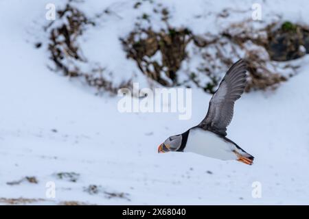 Puffin (Fratercula arctica) in inverno, Hornoya Island, Vardo, Penisola di Varanger, Troms og Finnmark, Norvegia Foto Stock
