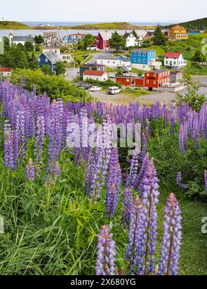 Canada, case colorate, comunità di pescatori, paesaggio, architettura locale, lupine Flowers, Terranova, Nord America, Seascape, Small is beautiful, città di Trinity, Trinity Bight, edifici in legno Foto Stock