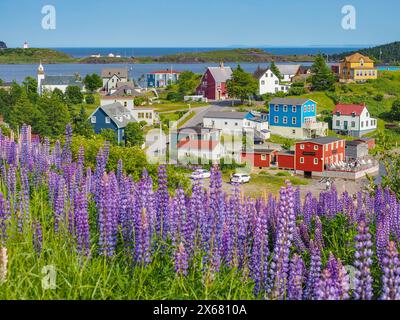 Canada, case colorate, comunità di pescatori, paesaggio, architettura locale, lupine Flowers, Terranova, Nord America, Seascape, Small is beautiful, città di Trinity, Trinity Bight, edifici in legno Foto Stock