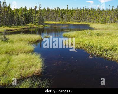 Canada, foresta, Terranova, Nord America, foresta di latifoglie del Nord Foto Stock