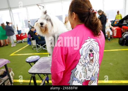 New York, Stati Uniti. 13 maggio 2024. Mikey the Old English Sheepdog e' curato nell'area di allestimento al 148° Annual Westminster Kennel Club Dog Show presentato da Purina Pro Plan presso l'USTA Billie Jean King National Tennis Center lunedì 13 maggio 2024 a New York City. Foto di John Angelillo/UPI credito: UPI/Alamy Live News Foto Stock