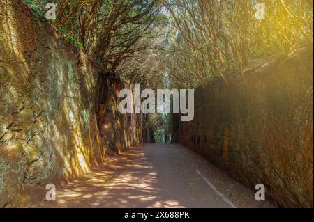 Esplora il tranquillo Camino Viejo al Pico del Inglés a Tenerife. Un percorso alberato illuminato dal sole, perfetto per passeggiate tranquille e fotografie naturalistiche. Foto Stock