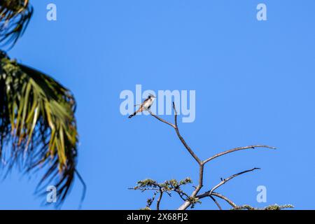 Bulbul con baffi rossi arroccato su un ramo d'albero Foto Stock