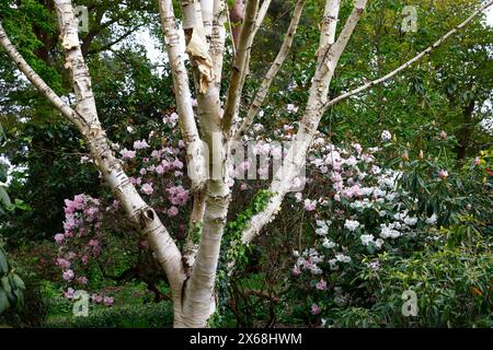 Primo piano della corteccia bianca dell'albero di betulla da giardino di medie dimensioni Betula utilizza jacquemontii. Foto Stock