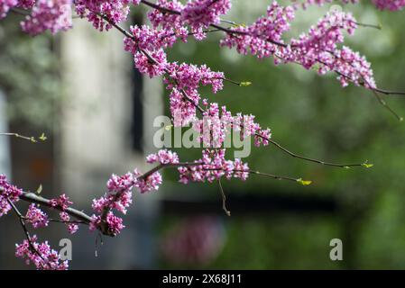 Un albero con fiori rosa si trova di fronte ad un edificio. I fiori sono in piena fioritura e i rami degli alberi ne sono pieni. La scena è tranquilla e tranquilla Foto Stock