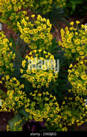 Primo piano dei fiori gialli verdi della pianta perenne euphorbia amygdaloides var. Robbiae, Mrs Robbs Bonnet. Foto Stock