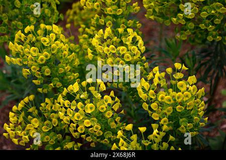 Primo piano dei fiori gialli verdi della pianta perenne euphorbia amygdaloides var. Robbiae, Mrs Robbs Bonnet. Foto Stock