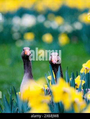 Un paio di oche nei fiori di Pasqua Foto Stock