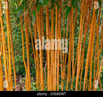 Primo piano delle canne gialle dorate del giardino perenne pianta di bambù Phyllostachys aureosulcata aureocaulis. Foto Stock