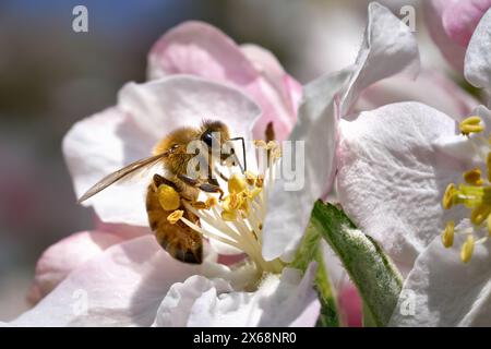 Api (Western Honey Bee - Apis mellifera) che raccolgono polline su un fiore di mele Foto Stock