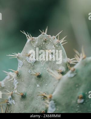 Denso ammasso di cactus d'India, simbolo degli aridi paesaggi di Cozumel, Messico Foto Stock