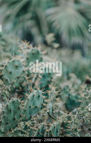 Denso ammasso di cactus d'India, simbolo degli aridi paesaggi di Cozumel, Messico Foto Stock