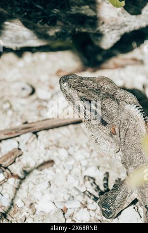 Primo piano di un'iguana nel suo habitat roccioso naturale, Cozumel, Messico Foto Stock